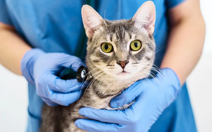 Outlet MedicAnimal Store -Outlet MedicAnimal Store TELEMMGLPICT000351691910 16962419346620 trans NvBQzQNjv4BqqVzuuqpFlyLIwiB6NTmJwfSVWeZ vEN7c6bHu2jJnT8