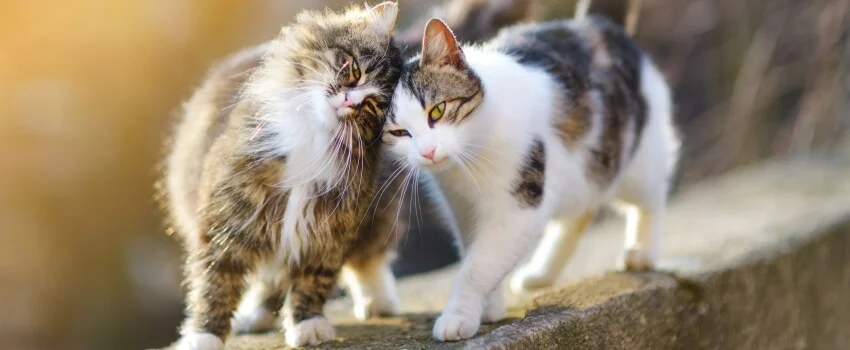 Outlet MedicAnimal Store -Outlet MedicAnimal Store flea tick worming guide cat hero