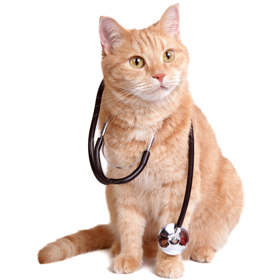 Outlet MedicAnimal Store -Outlet MedicAnimal Store orange cat with stethoscope